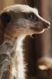 Photo de Elvis the Meerkat